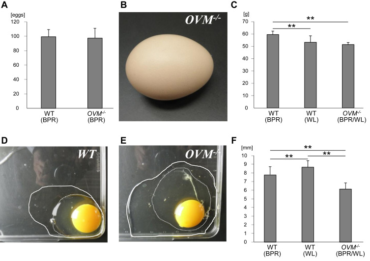 chicken egg