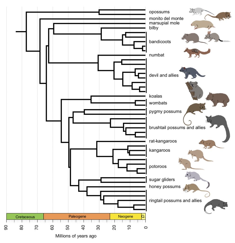 Marsupials 