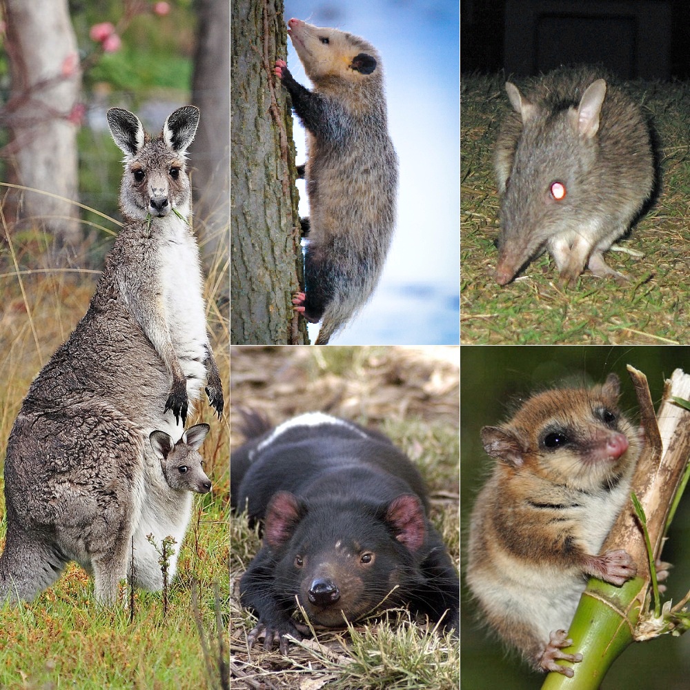 Marsupials