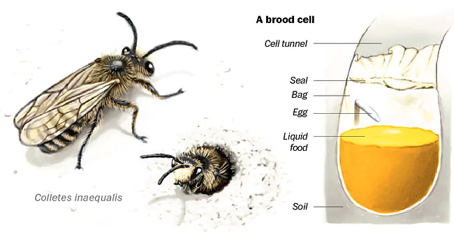 Polyester Bees