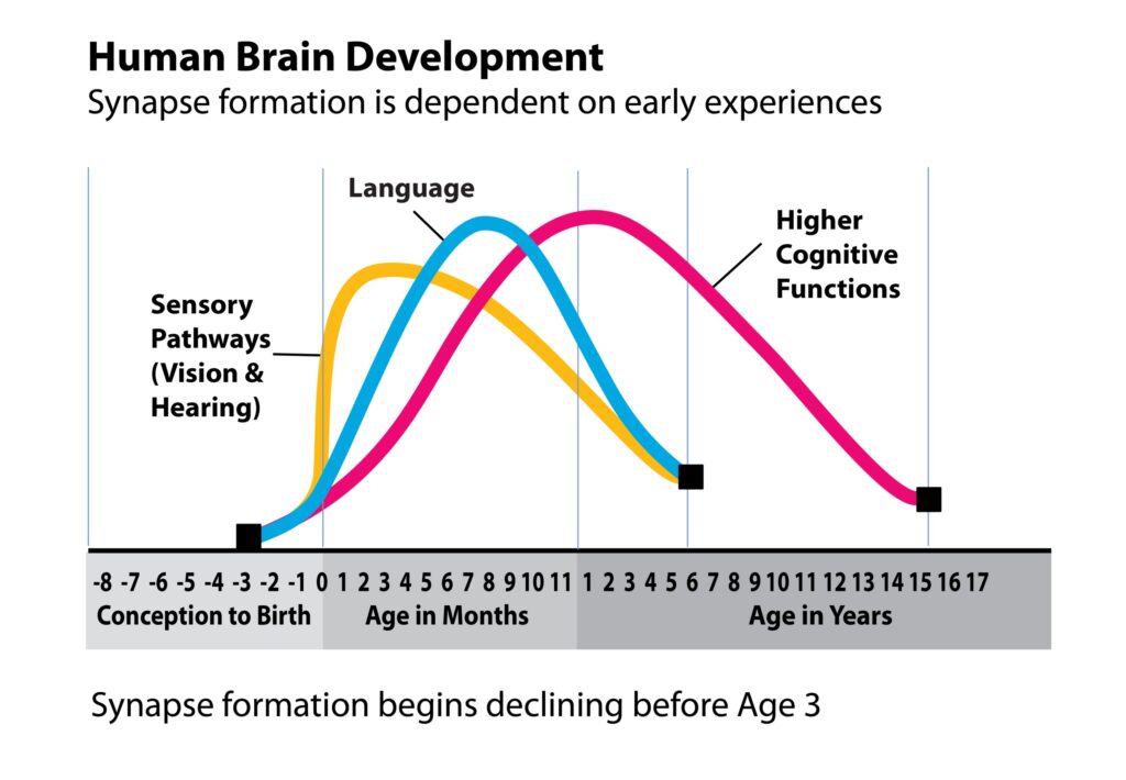 Human Brain Development