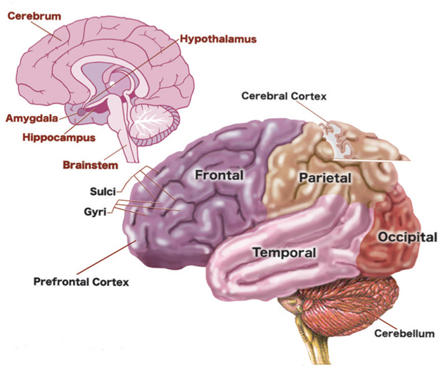 Human Brain Development